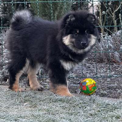 Hundetreffen-Welpentreffen in Bad Oeynhausen-Bild