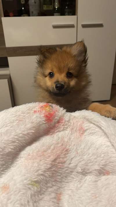 Rhodesian Ridgeback-Beitrag-Bild