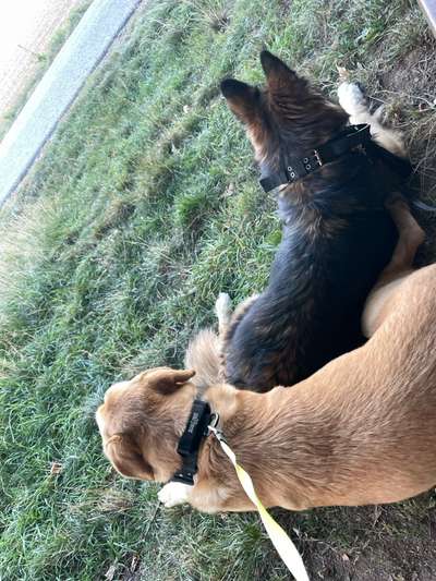 Hundetreffen-Guten Tag ich bin Stanley 13 Jahre und Lea mit 18 Jahren und suchen Leute für unsere Hundegruppe :)-Bild