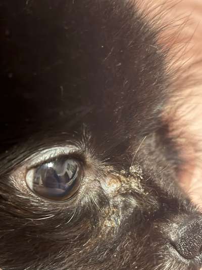 Reizung unter dem Auge meines Hundes – Tipps bis zum Tierarzttermin?-Beitrag-Bild
