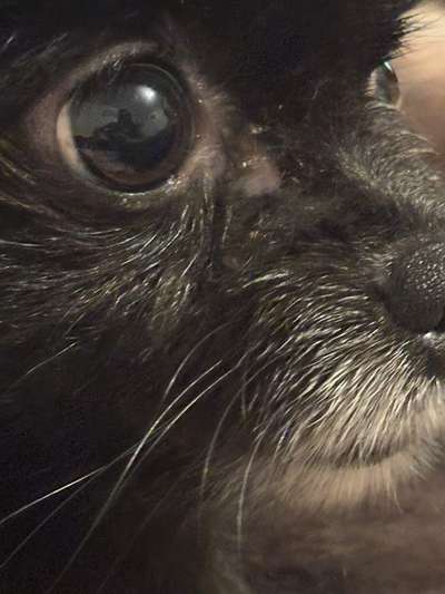 Reizung unter dem Auge meines Hundes – Tipps bis zum Tierarzttermin?-Beitrag-Bild