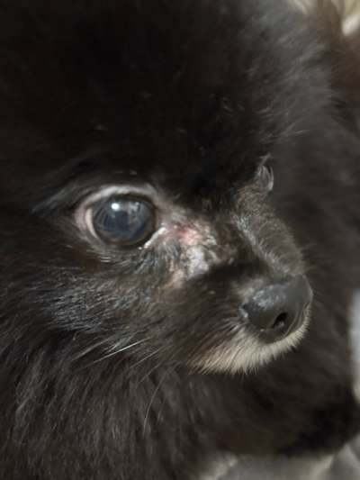 Reizung unter dem Auge meines Hundes – Tipps bis zum Tierarzttermin?-Beitrag-Bild