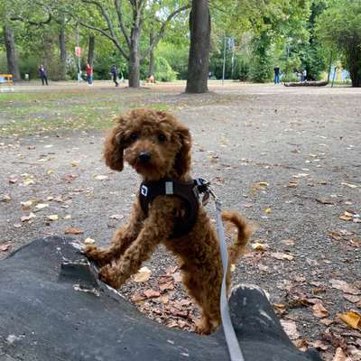 Hundetreffen-Toben mit Leo-Bild