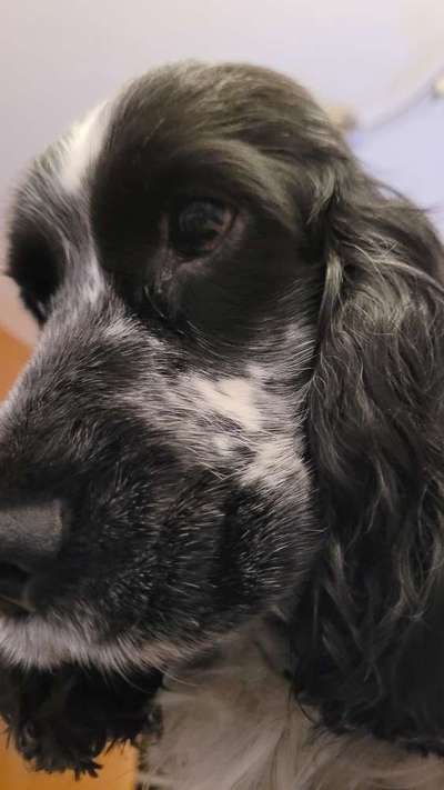 Cocker Spaniel-Beitrag-Bild