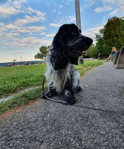 Englisch Cocker Spaniel-Beitrag-Bild
