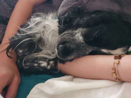 Cocker Spaniel-Beitrag-Bild