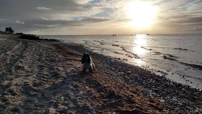 Cocker Spaniel-Beitrag-Bild