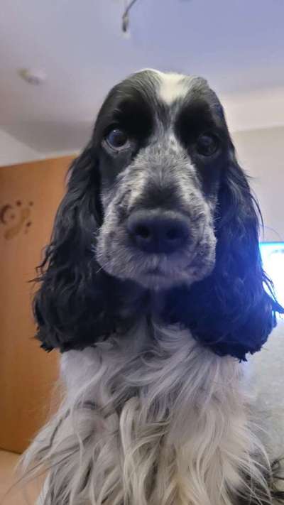 Cocker Spaniel-Beitrag-Bild