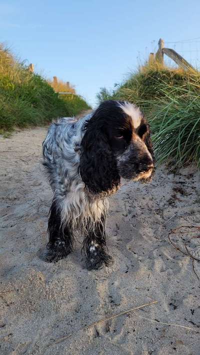 Cocker Spaniel-Beitrag-Bild