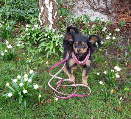 Die Dogorama Monats Challenge "Es grünt und blüht"-Beitrag-Bild