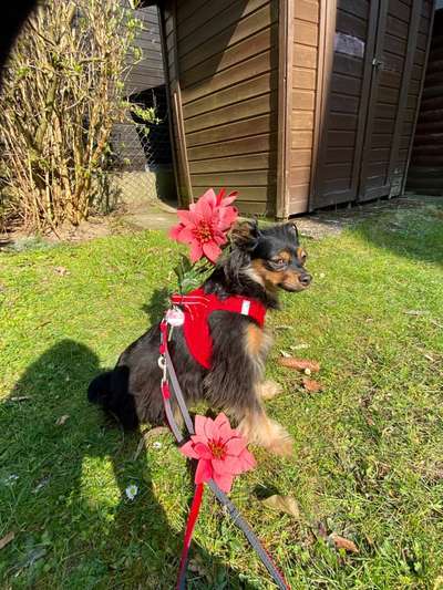 Die Dogorama Monats Challenge "Es grünt und blüht"-Beitrag-Bild