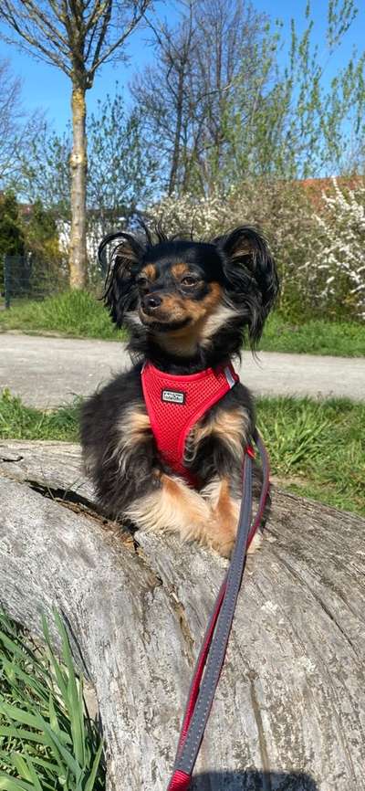 Die Dogorama Monats Challenge "Es grünt und blüht"-Beitrag-Bild