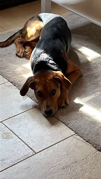 Griechische Bracke-Beitrag-Bild