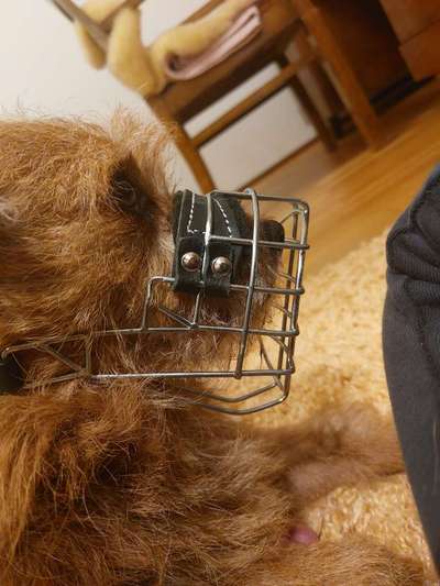 Wie sitzt mein Maulkorb / Maulkorb-Beratung-Beitrag-Bild