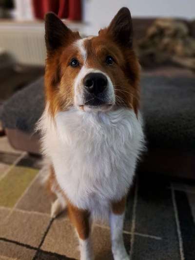 Hundetreffen-Neue Freunde zum Rennen gesucht-Bild