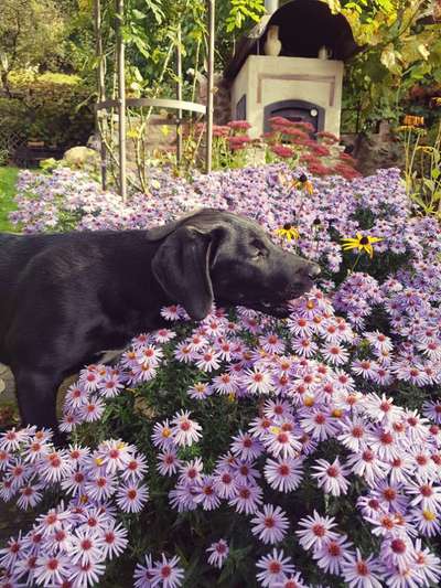 Die Dogorama Kalender Challenge Titelbild-Beitrag-Bild