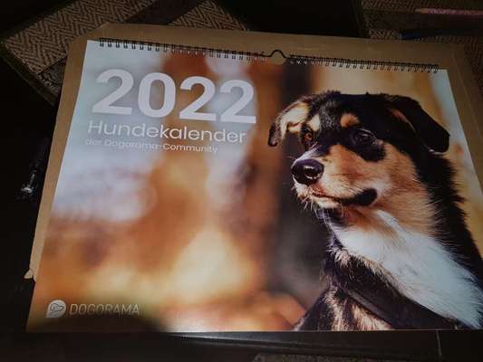 Zeig deinen Hund in der Kalender-Collage-Beitrag-Bild