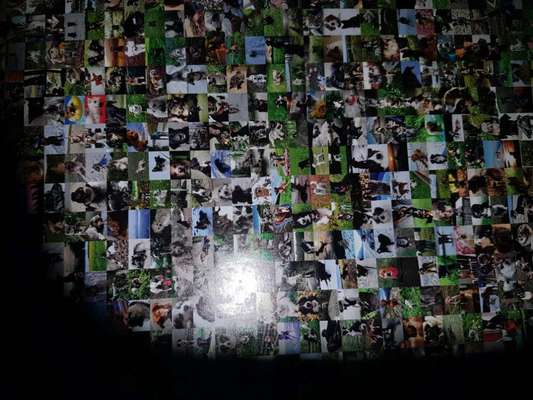 Zeig deinen Hund in der Kalender-Collage-Beitrag-Bild