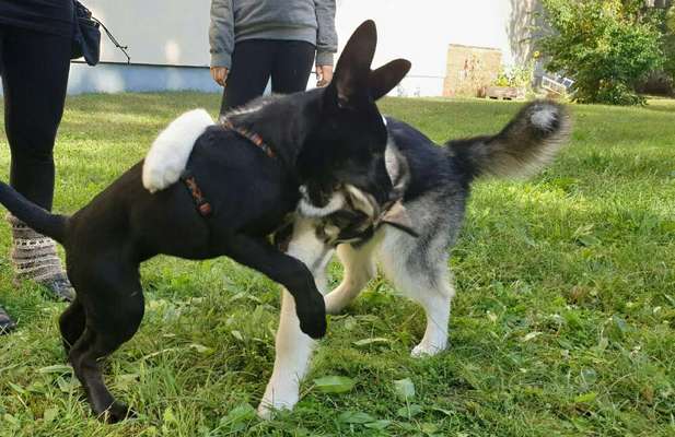Fotochallenge Nr 50 Vom Winde verweht-Beitrag-Bild