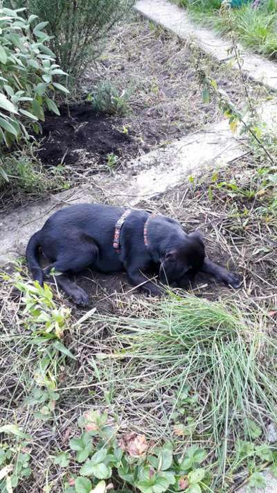 FOTOCHALLENGE 72 - Glücklicher Hund im Schmuddel-Look-Beitrag-Bild