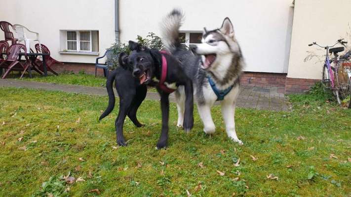 Dogorama Photo Challenge - Die besten Hundebuddys-Beitrag-Bild