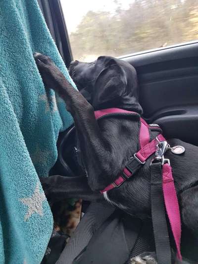 FOTOCHALLENGE 70 - Dein Hund im Auto-Beitrag-Bild