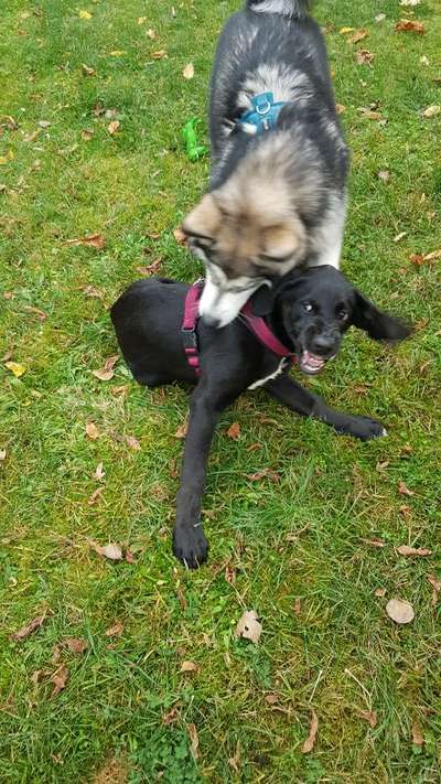 Zeige das lustigste Bild eures Hundis-Beitrag-Bild