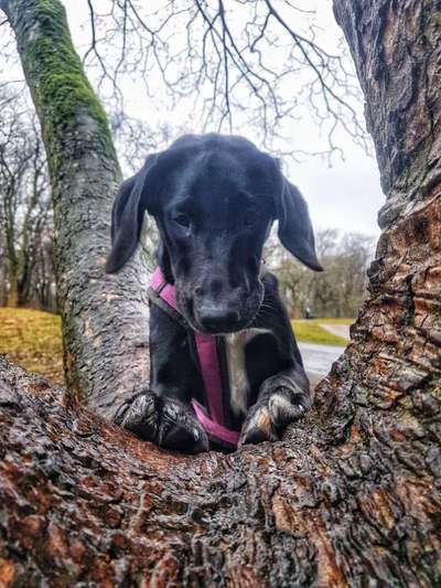 Dogorama Photo Challenge - Der Frühling kommt-Beitrag-Bild