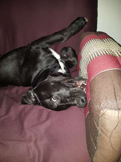 Zeige das lustigste Bild eures Hundis-Beitrag-Bild