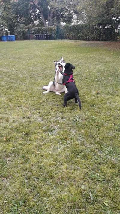 Bester Freund, Hundekumpel - zeigt her!-Beitrag-Bild