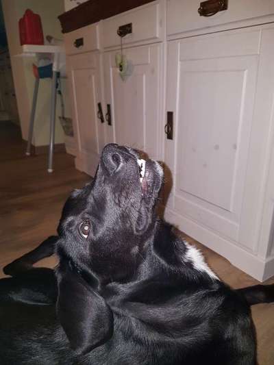 Dogorama Photo Challenge - Einmal lächeln bitte-Beitrag-Bild