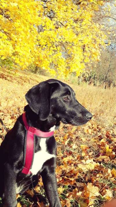 Foto's und Hundemodels-Beitrag-Bild