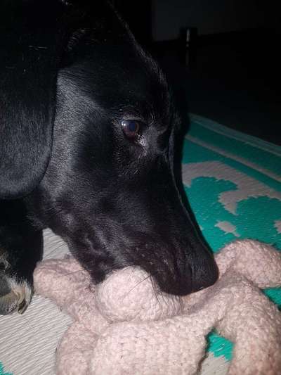 Dogorama Photo Challenge - Lieblingsspielzeug!-Beitrag-Bild