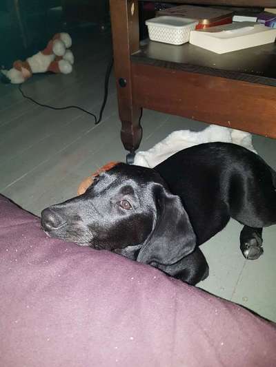 Labradorfans-Beitrag-Bild