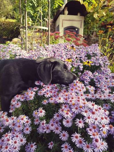 Kleine Hunde ganz Groß-Beitrag-Bild