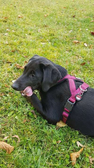 Fotochallenge Nr. 59 - Mein Hund zeigt die Zunge-Beitrag-Bild