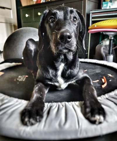 Dogorama Photo Challenge - Hundeblick zum hinschmelzen-Beitrag-Bild