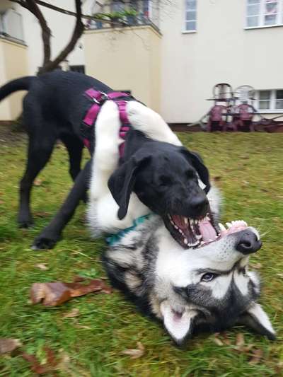 FOTO CHALLENGE 77 - Dein Hund im Spiel-Beitrag-Bild