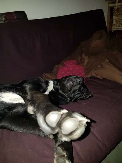 Postet das beste Foto von euren 4 beinern-Beitrag-Bild