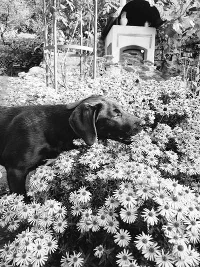 Foto-Challenge 76: Foto in Schwarz-Weiss-Beitrag-Bild