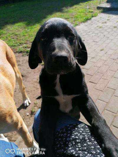 Dackelblick-Beitrag-Bild