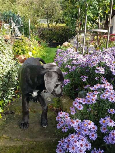 Welpenfotos-Beitrag-Bild