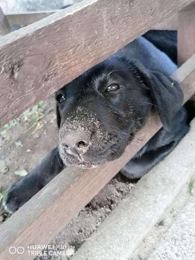 Welpen Bilder !-Beitrag-Bild