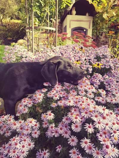 Zeig deinen Hund in der Kalender-Collage-Beitrag-Bild