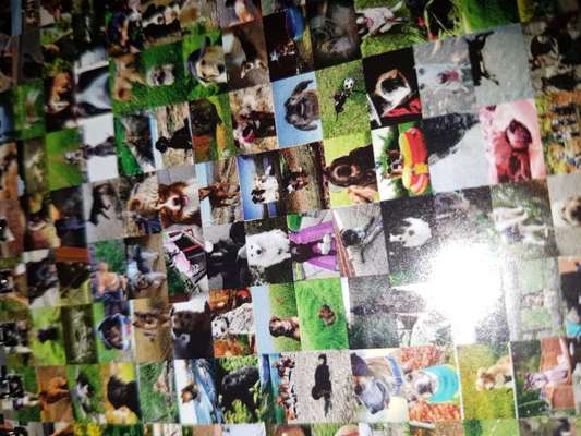 Zeig deinen Hund in der Kalender-Collage-Beitrag-Bild