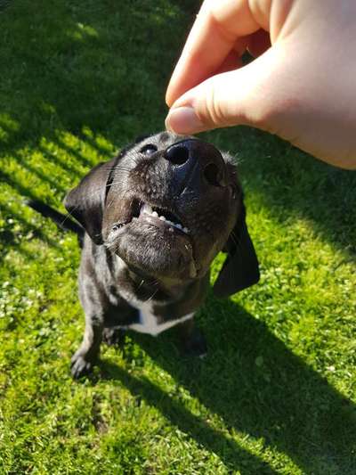 Fotochallenge Guten Appetit! Dein Hund beim futtern-Beitrag-Bild