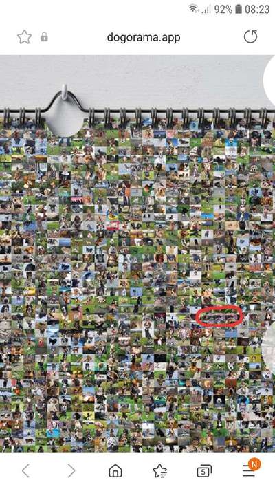 Zeig deinen Hund in der Kalender-Collage-Beitrag-Bild