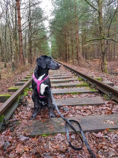 Dogorama Photo Challenge - Tierischer Urlaub-Beitrag-Bild