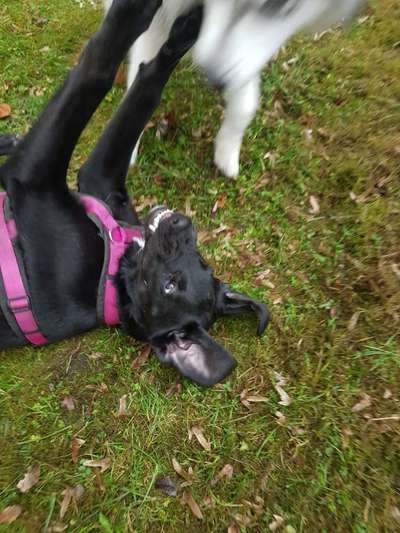 Zeigt her eure Junghunde :)-Beitrag-Bild