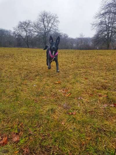 Fotochallenge 66 ~ Rennaction -Zeig deinen Hund im Lauf-Beitrag-Bild